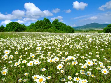 Idyllic daisy meadows clipart