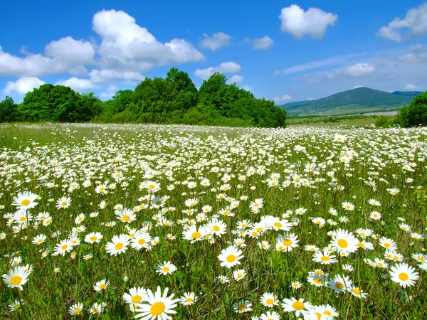 Idylliska daisy meadows — Stockfoto