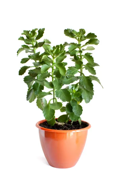Зелена рослина в квітковому горщику — стокове фото