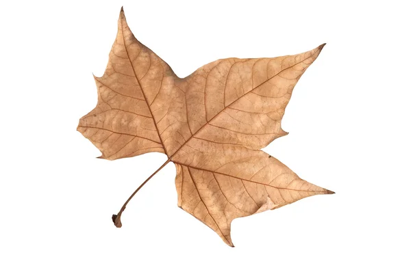 stock image Dried leaf of maple