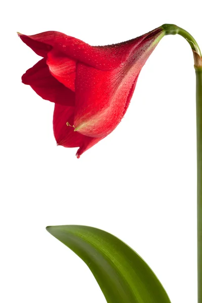 Flor roja grande — Foto de Stock