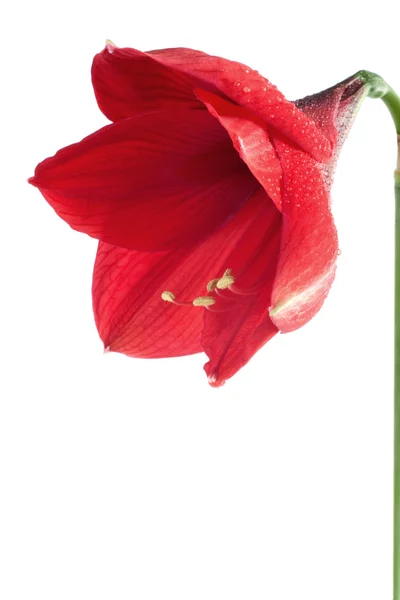 Flor roja grande 2 — Foto de Stock