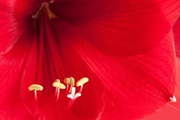 Stor röd blomma, makro — Stockfoto