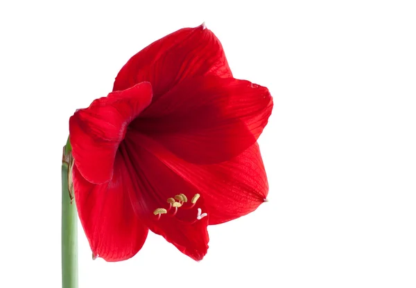 Nagy piros virág 3 Stock Kép