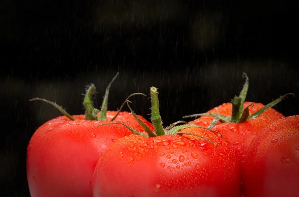 Röda tomater från fältet — Stockfoto