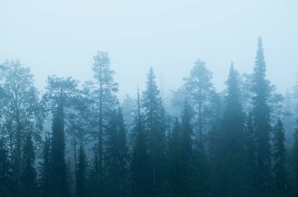 미스 테리 숲 — 스톡 사진