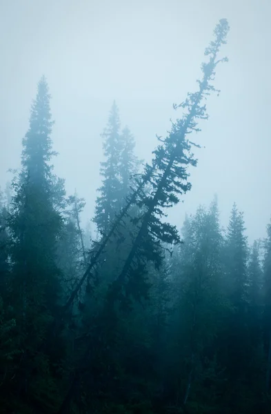 Bergsskogar — Stockfoto