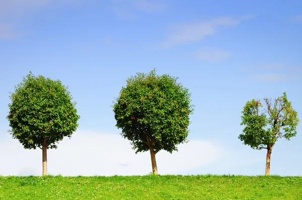 Дерева і трави — стокове фото