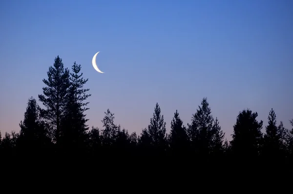 森林月亮 — 图库照片