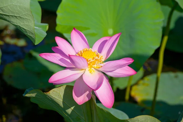 Красивые цветы лотоса Стоковое Фото