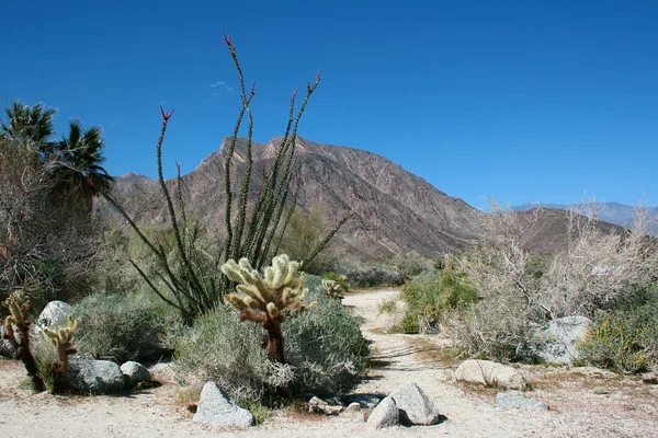 Wersja kaktus — Zdjęcie stockowe
