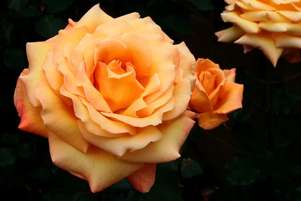 黄橙色玫瑰 — 图库照片