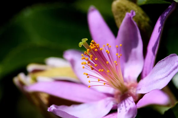 Albero in fiore — Foto Stock