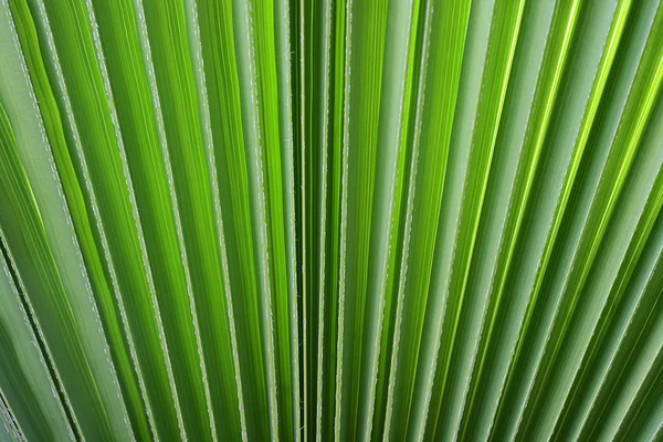 Tak van een palm — Stockfoto