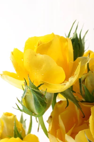 Желтые розы — стоковое фото