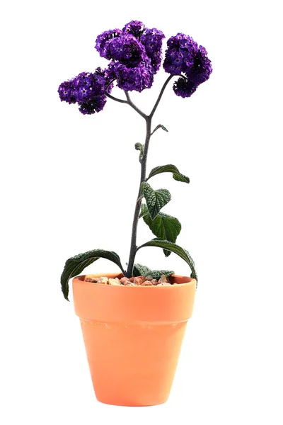 植物紫颜色 — 图库照片