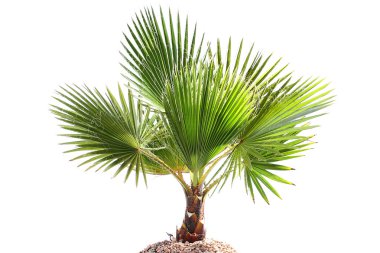 Palm tree clipart