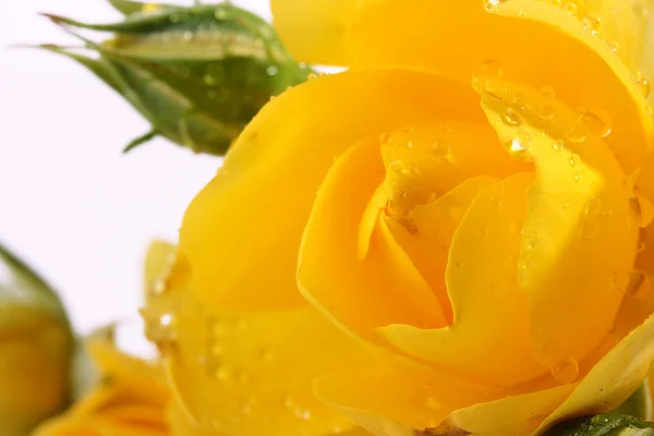 Gele rozen — Stockfoto