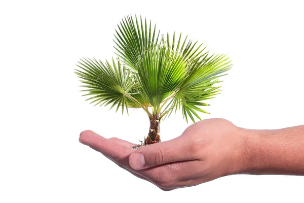 Genç palmiye ağacı — Stok fotoğraf