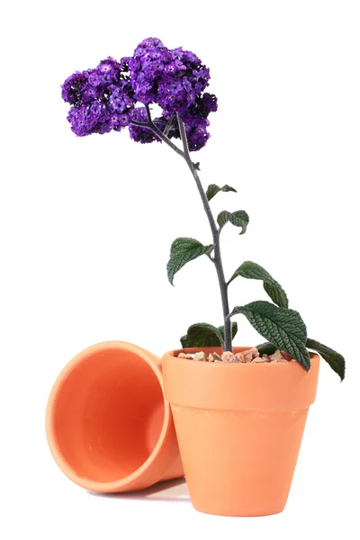 식물 바이올렛 색상 — 스톡 사진