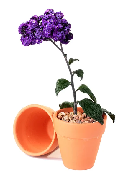 Pianta colori viola — Foto Stock