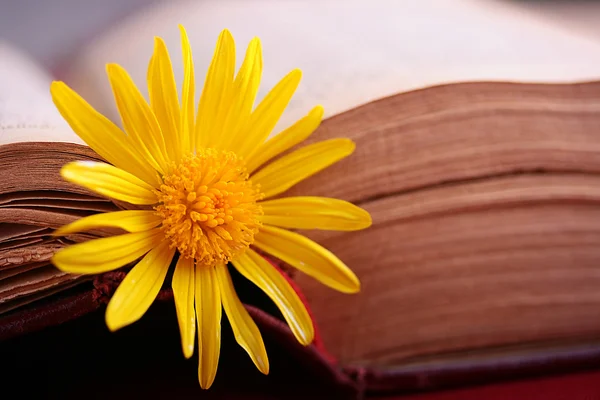 stock image Bookmark