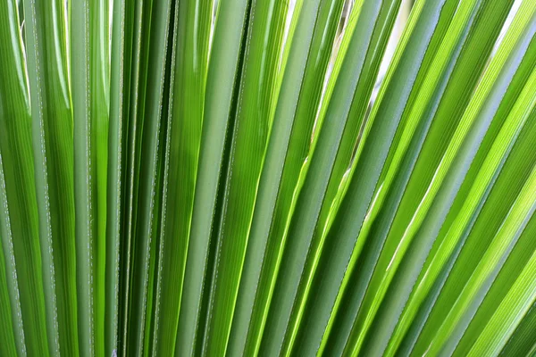 Palma ramificada — Fotografia de Stock