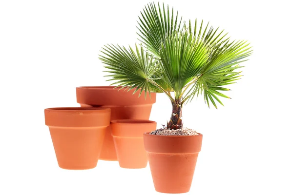 Młody palmy — Zdjęcie stockowe