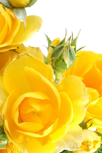 Żółte róże — Zdjęcie stockowe