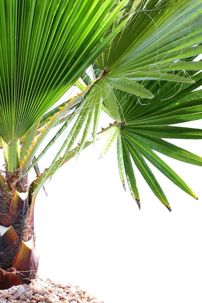 Jovem palmeira — Fotografia de Stock