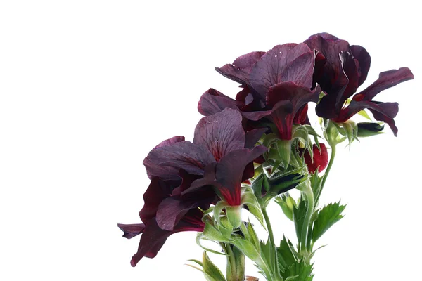 Black geranium — Stock Photo, Image