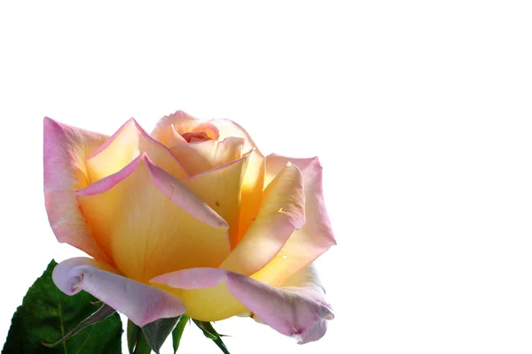 Yellow-pink rose — Stock Photo, Image