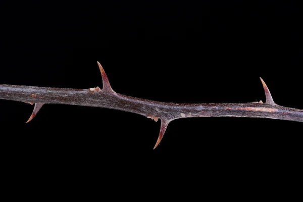 Plant with thorns — Stock Photo, Image