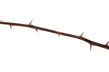 Sharp thorns clipart