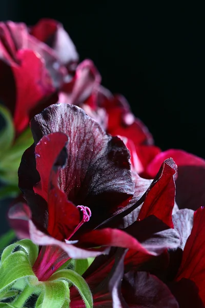 Czarny geranium — Zdjęcie stockowe