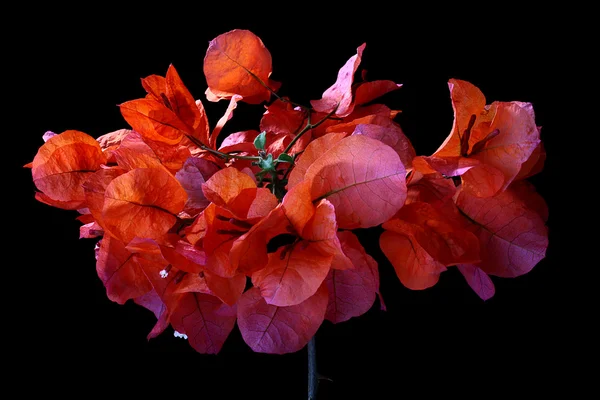 Ornamental plant — Stock Photo, Image