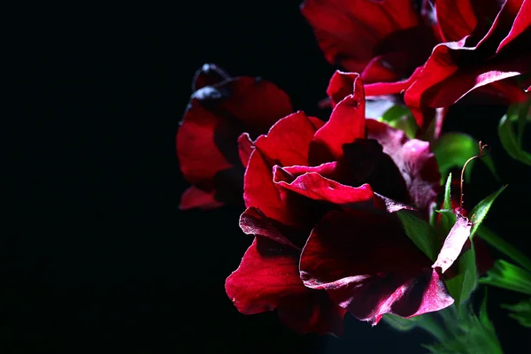 Black geranium — Stock Photo, Image
