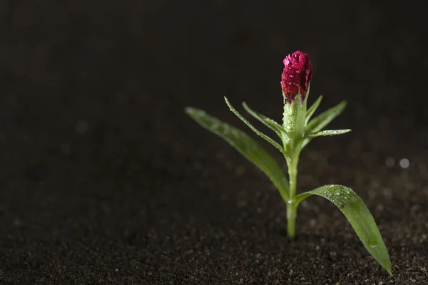 植物 — 图库照片