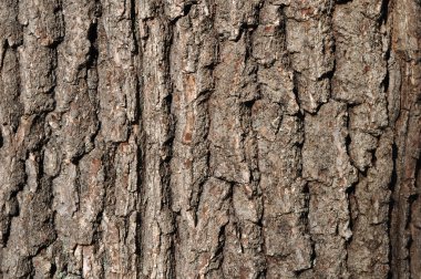 Old oak bark texture clipart