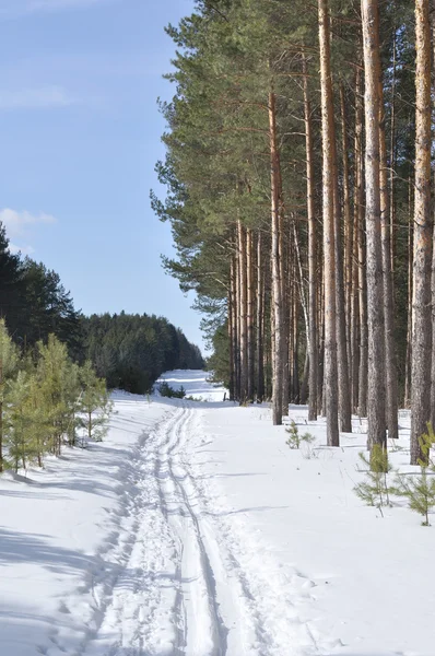 Piste de ski en forêt hivernale — Photo