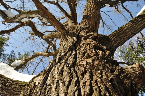 Old oak tree trunk in winter — Stock Photo, Image
