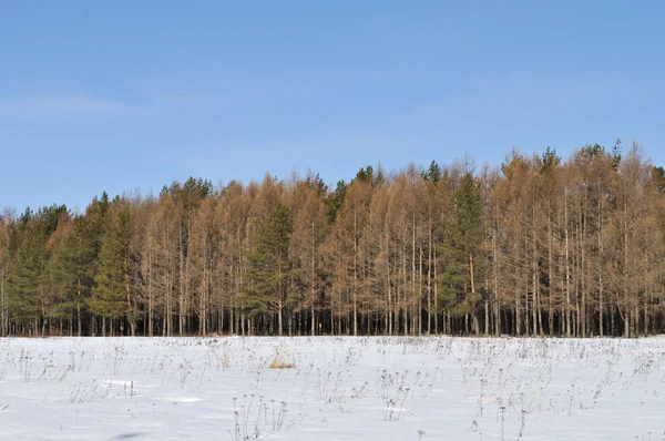 Kale lariksen in winter forest — Stockfoto