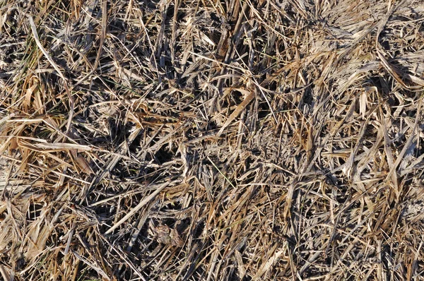 昨年の乾いた草をブラウンします。 — ストック写真