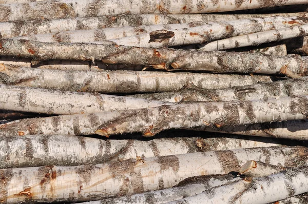 Impilabile di tronchi di betulla — Foto Stock