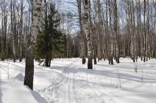 Ski track in winter birch forest — Stock Photo, Image
