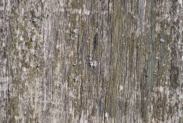 Погодный деревянный фон с лишайником — стоковое фото