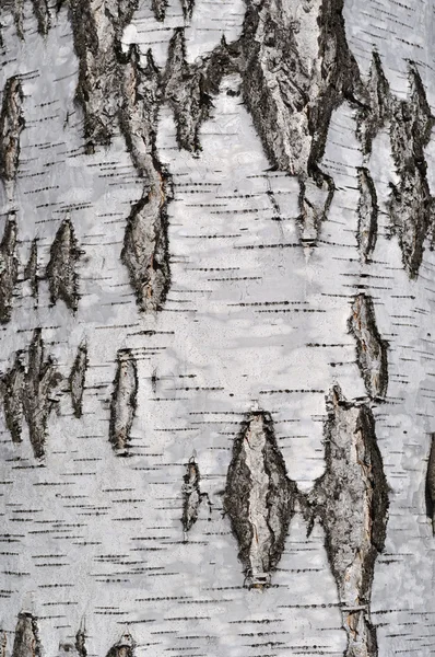 大まかな白樺の樹皮のテクスチャー — ストック写真
