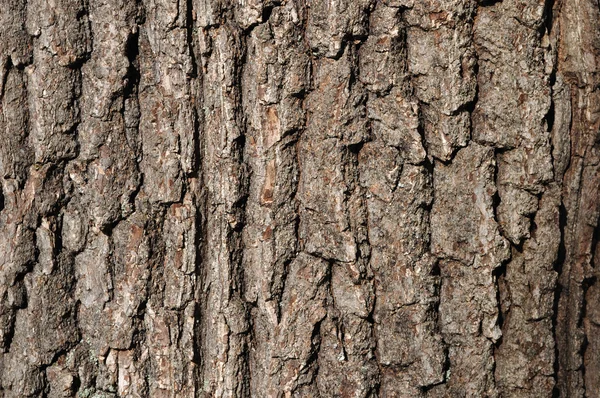 Stará dubová kůra textura — Stock fotografie