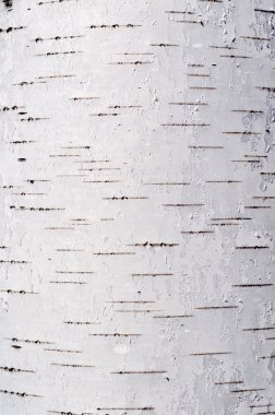 Birch bark texture clipart