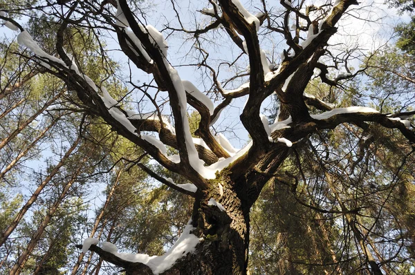 雪でオークの裸の枝 — ストック写真